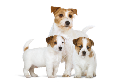 ROYAL CANIN Starter Mousse Mother &amp; Babydog 195g šlapio maisto - putėsiai, skirti kalėms nėštumo, žindymo laikotarpiu ir šuniukams 